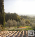 thumbnail image: View of Olive Orchards from Poggio Etrusco